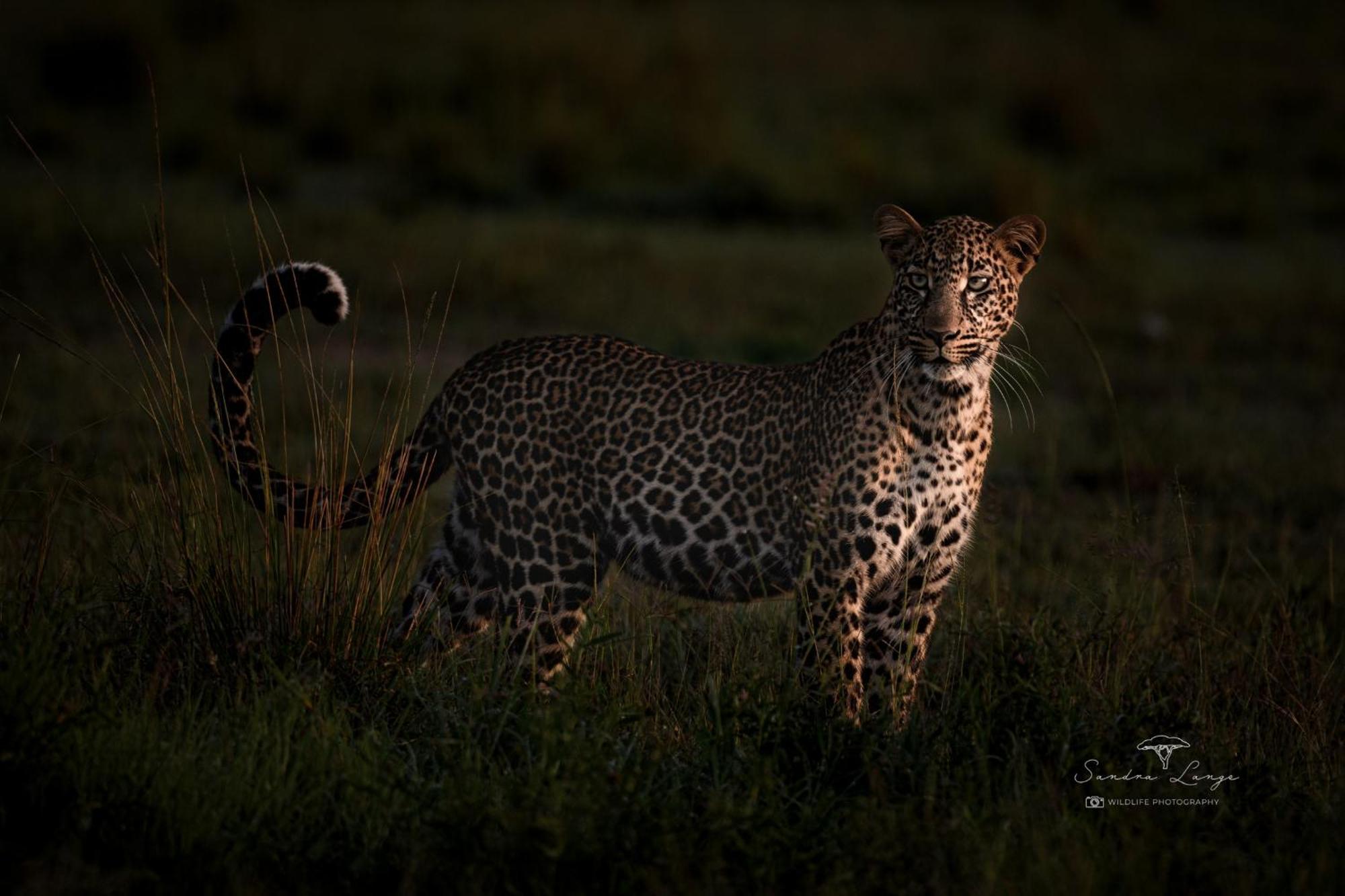 Olkinyei Mara Tented Camp Talek Exterior photo