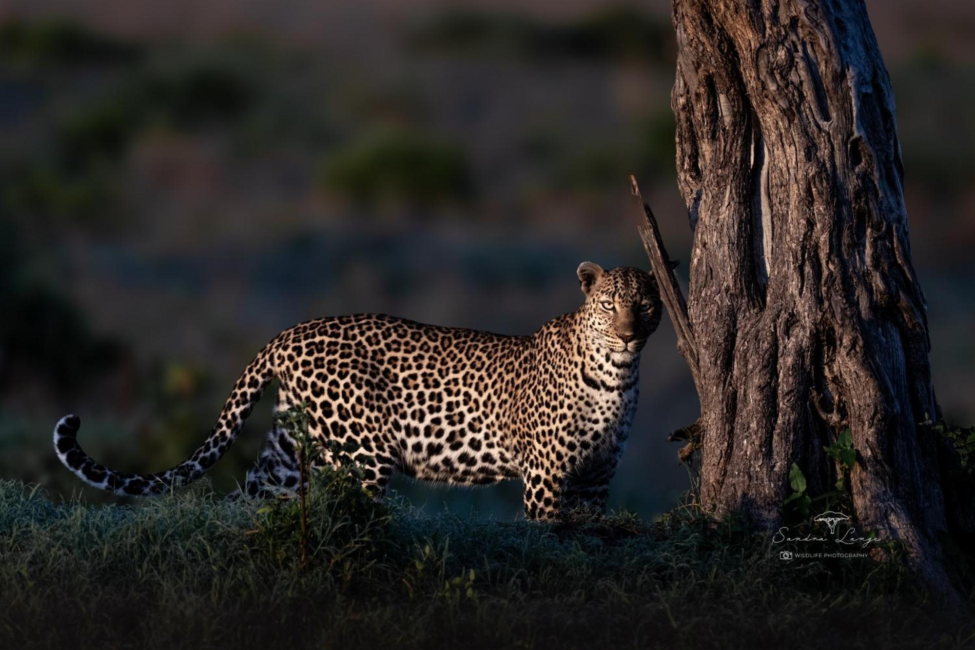 Olkinyei Mara Tented Camp Talek Exterior photo